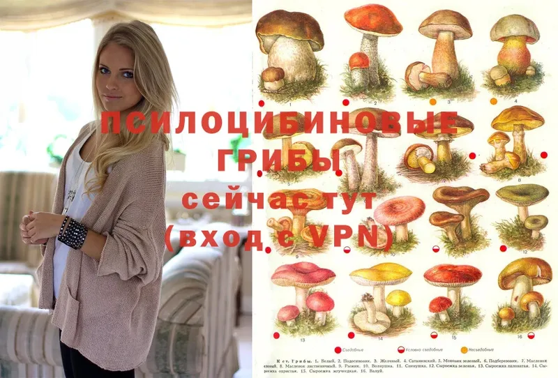 Галлюциногенные грибы Psilocybe  Биробиджан 